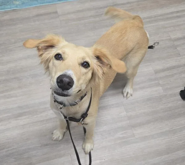 A young large-sized female Golden Retriever dog named Sunflower for adoption in Oceanside, CA