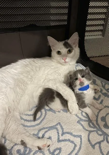 A young small-sized female Domestic Long Hair cat named Lady for adoption in Camarillo, CA