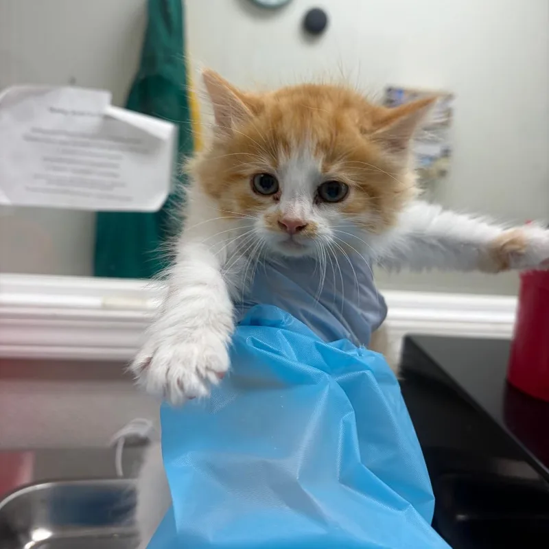 A baby small-sized male Orange / Red Domestic Short Hair cat named Oil Based Paint for adoption in Pekin, IL