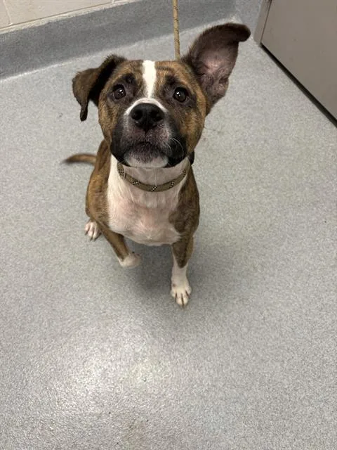 An adult medium-sized male Pit Bull Terrier dog named John for adoption in Indianapolis, IN