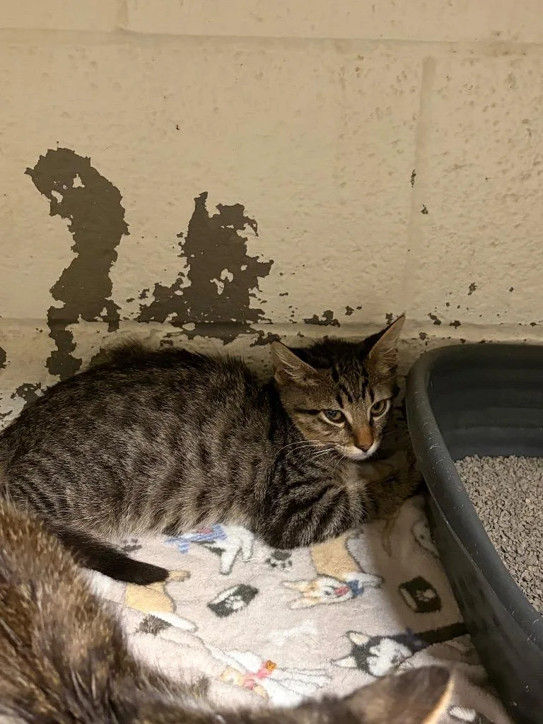 A baby small-sized male Domestic Short Hair cat named Parton for adoption in Ada, OK