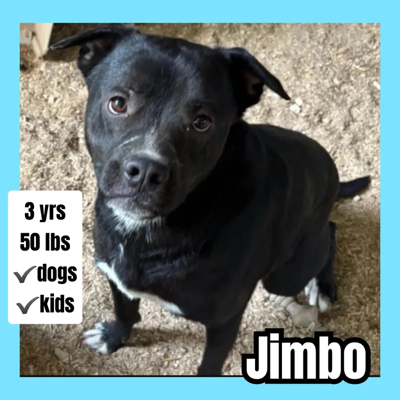 An adult medium-sized male Pit Bull Terrier dog named Jimbo for adoption in Plano, TX