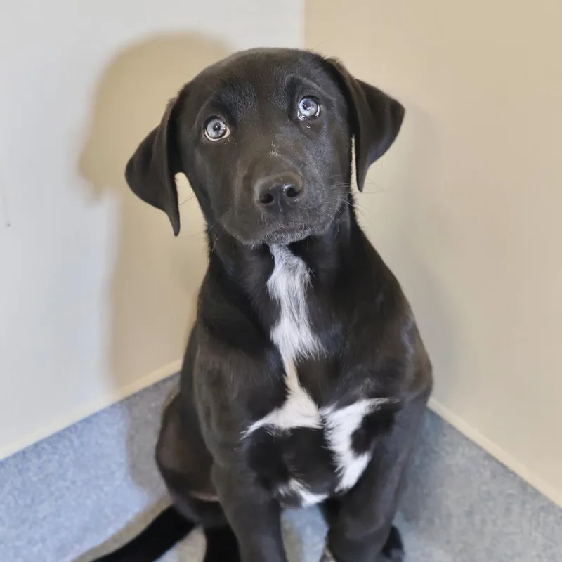 A baby small-sized female Black Hound dog named Harper for adoption in Briarcliff Manor, NY