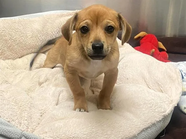 A baby small-sized male Chihuahua dog named Rebel for adoption in Tustin, CA