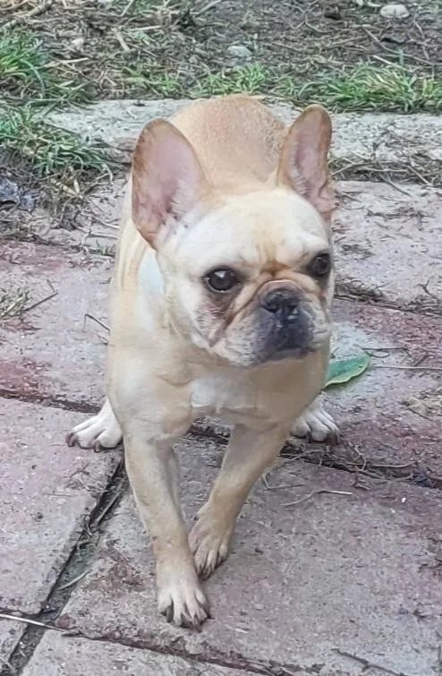 A young small-sized female French Bulldog dog named Quaker for adoption in Catlettsburg, KY