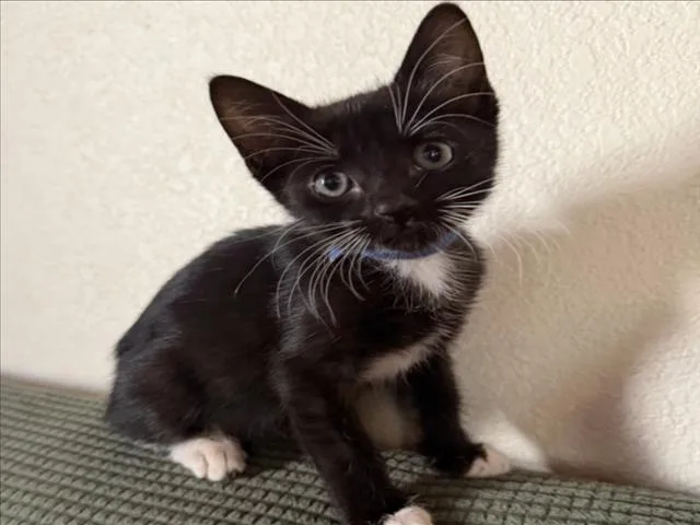 A baby small-sized female Domestic Short Hair cat named Sugar for adoption in Woodland, CA