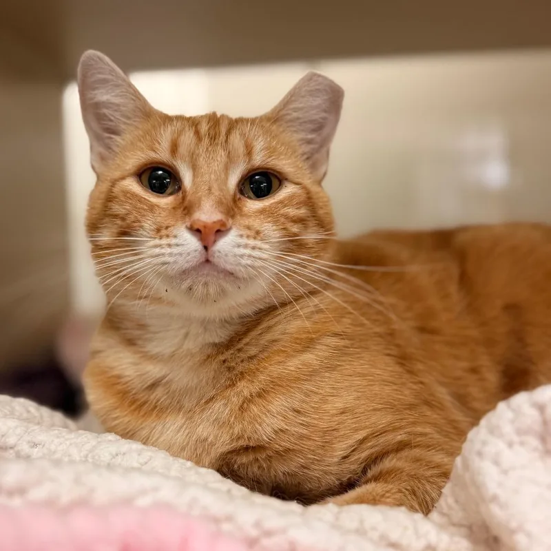 A young medium-sized female Domestic Short Hair cat named Pumpkin for adoption in Cumming, GA