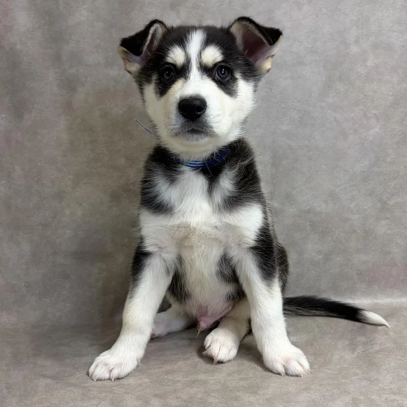 A baby small-sized male Siberian Husky dog named Maui for adoption in Parker, CO