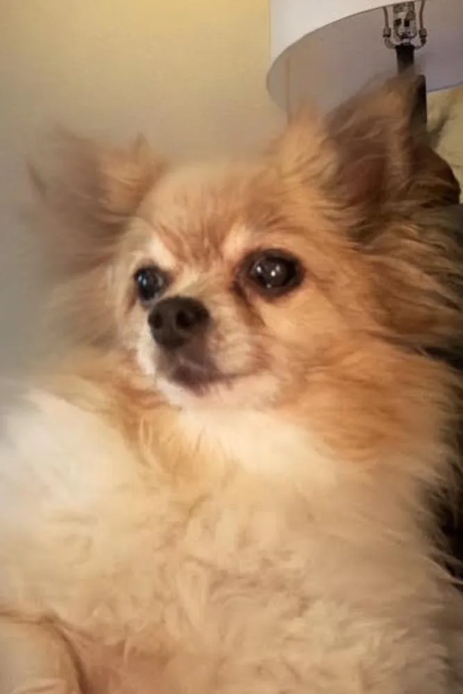 An adult medium-sized female Brown / Chocolate Pomeranian dog named Dutchess for adoption in Elmsford, NY