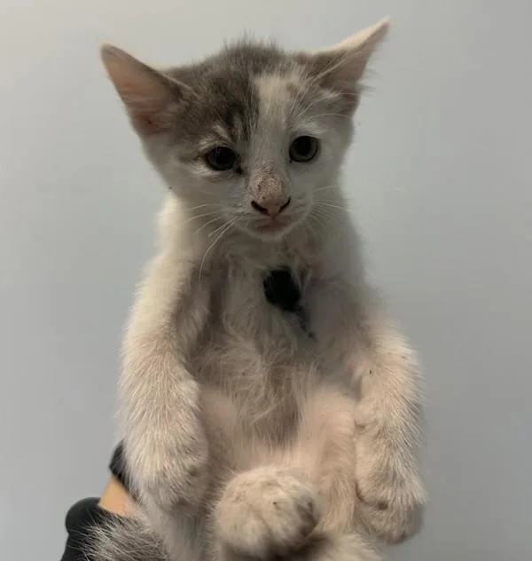 A baby small-sized male Domestic Short Hair cat named Kilimanjaro for adoption in San Diego, CA
