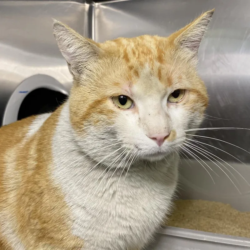 An adult medium-sized male Orange / Red Domestic Short Hair cat named Orango for adoption in Palm Springs, CA