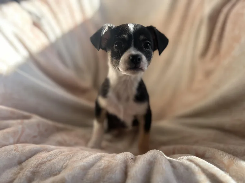 Butterball thumbnail 2