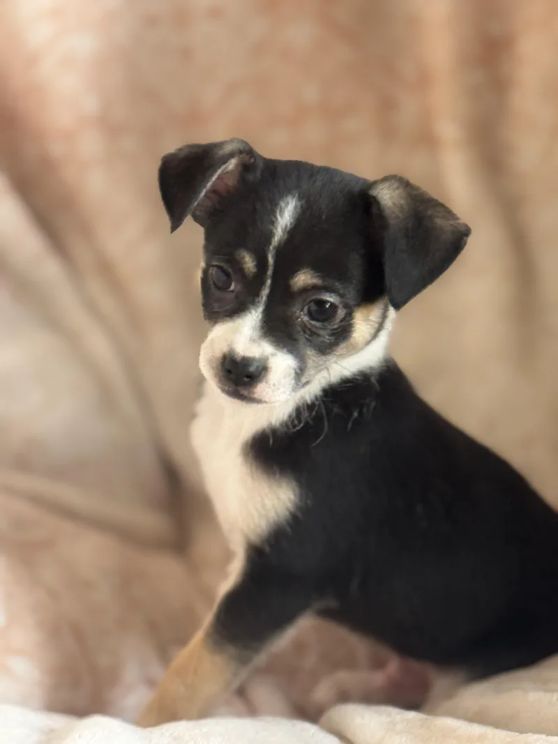 A baby small-sized male Tricolor (Brown, Black, & White) Chihuahua dog named Butterball for adoption in Sonora, CA