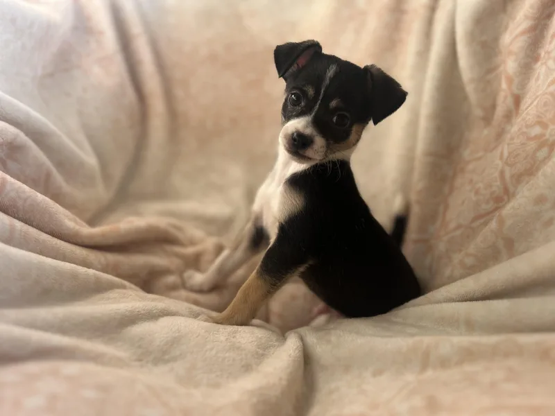 Butterball thumbnail 3