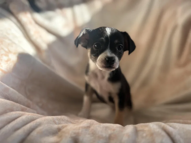 Butterball thumbnail 4