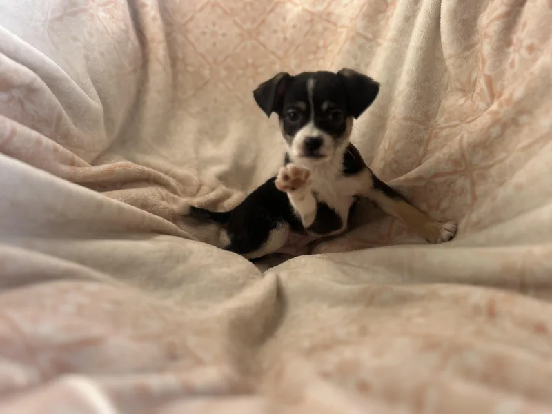 Butterball thumbnail 5