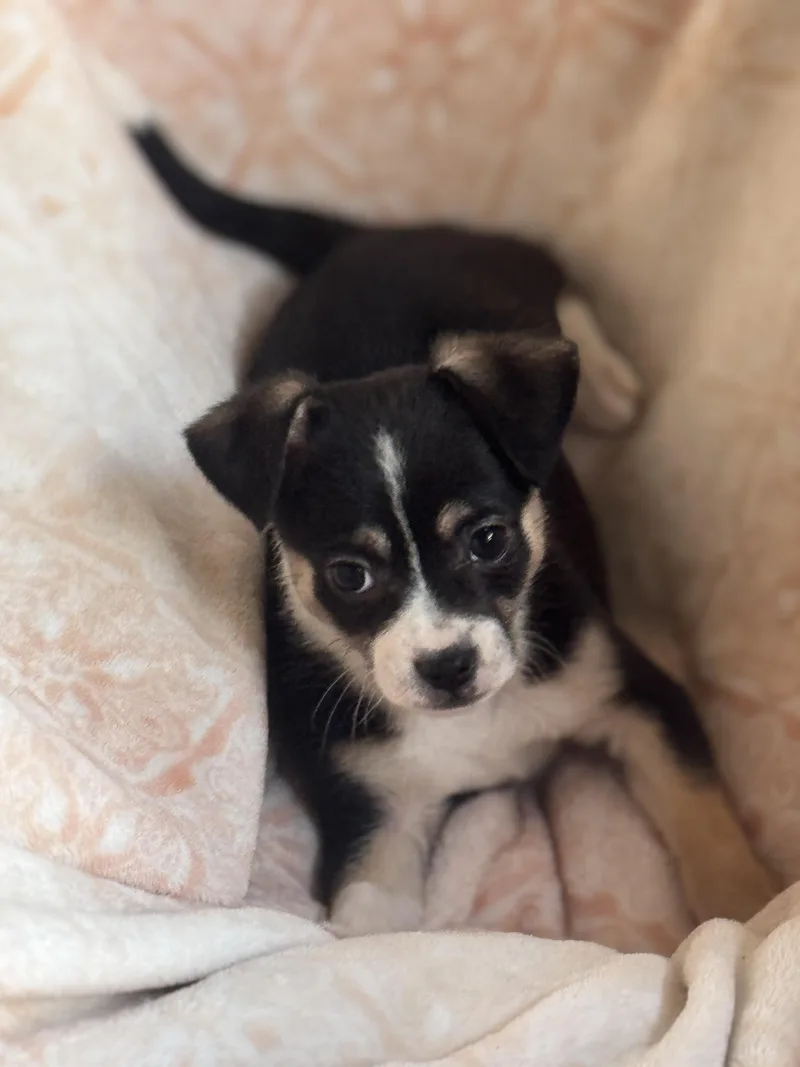 Butterball thumbnail 6