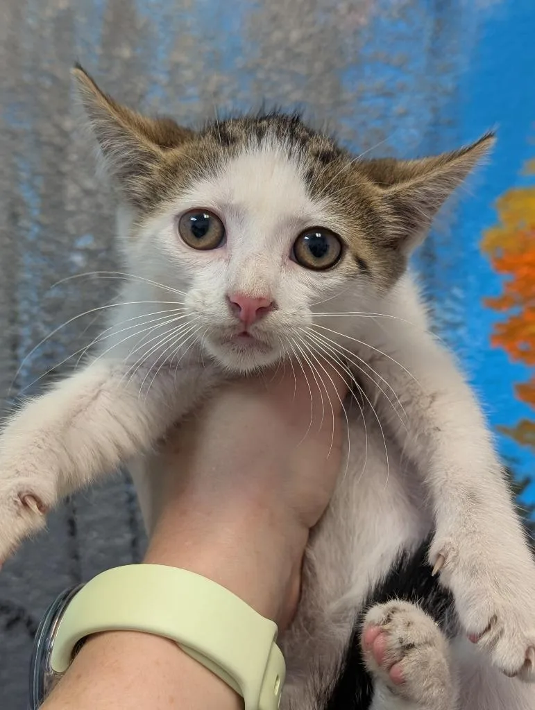 A young small-sized male Domestic Short Hair cat named Wilbur for adoption in New Braunfels, TX