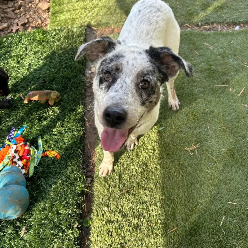 A young medium-sized female Black Cattle Dog dog named Jetta for adoption in Cumberland, RI