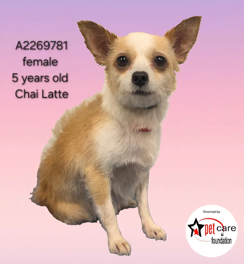 An adult small-sized female Terrier dog named Chai Latte for adoption in Los Angeles, CA