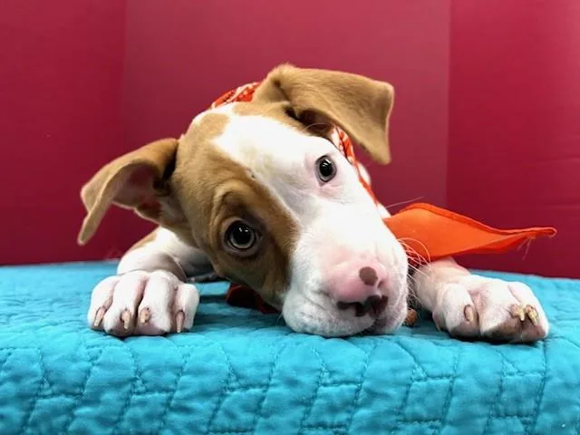 Snickerdoodle Cookie thumbnail 2