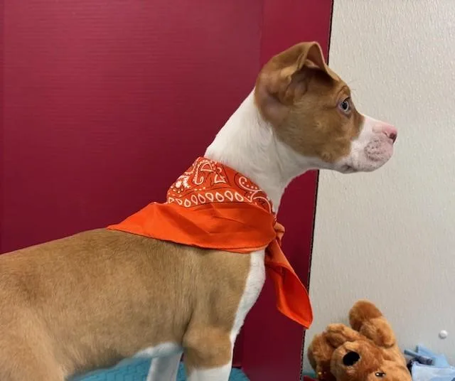 Snickerdoodle Cookie