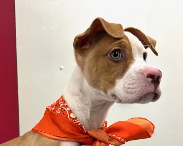 Snickerdoodle Cookie thumbnail 3