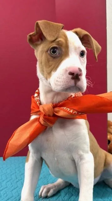 Snickerdoodle Cookie thumbnail 4