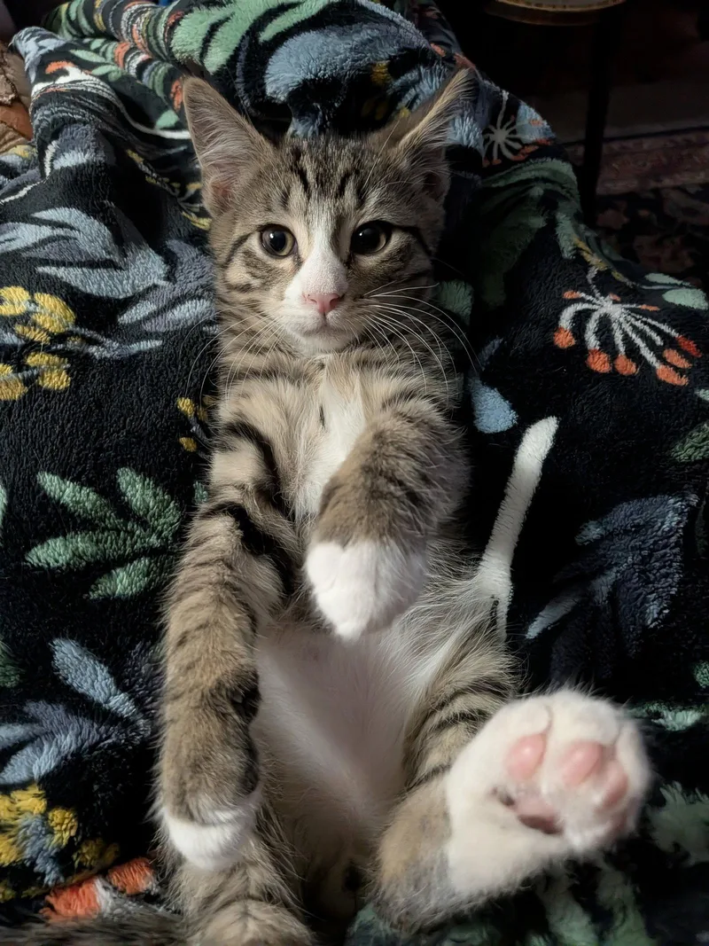 A baby medium-sized male Domestic Short Hair cat named Gus for adoption in Whitehall, PA