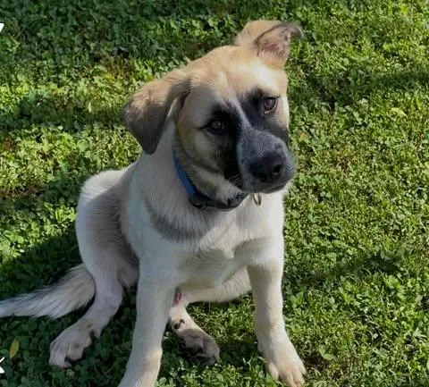 A young large-sized male White / Cream Shepherd dog named Natchez for adoption in Hopkinton, MA