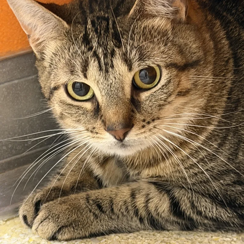 An adult large-sized female Tabby (Brown / Chocolate) Domestic Short Hair cat named Cantaloupe for adoption in Elyria, OH
