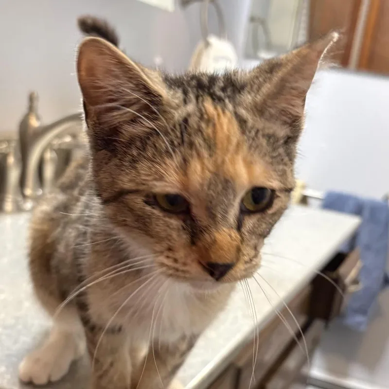 A baby small-sized female Brown / Chocolate Domestic Short Hair cat named Jessie for adoption in Troy, IL