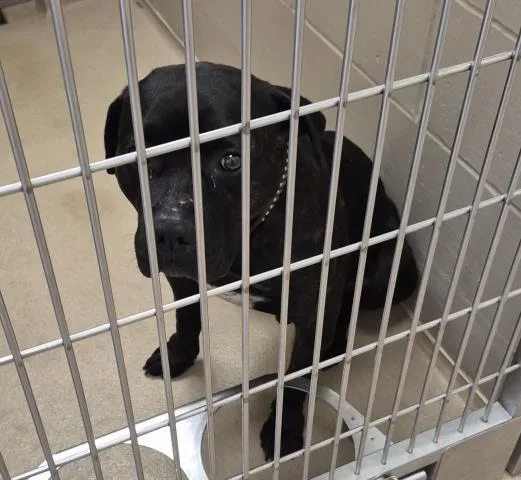 An adult medium-sized male Mastiff dog named Jack for adoption in Decatur, IL