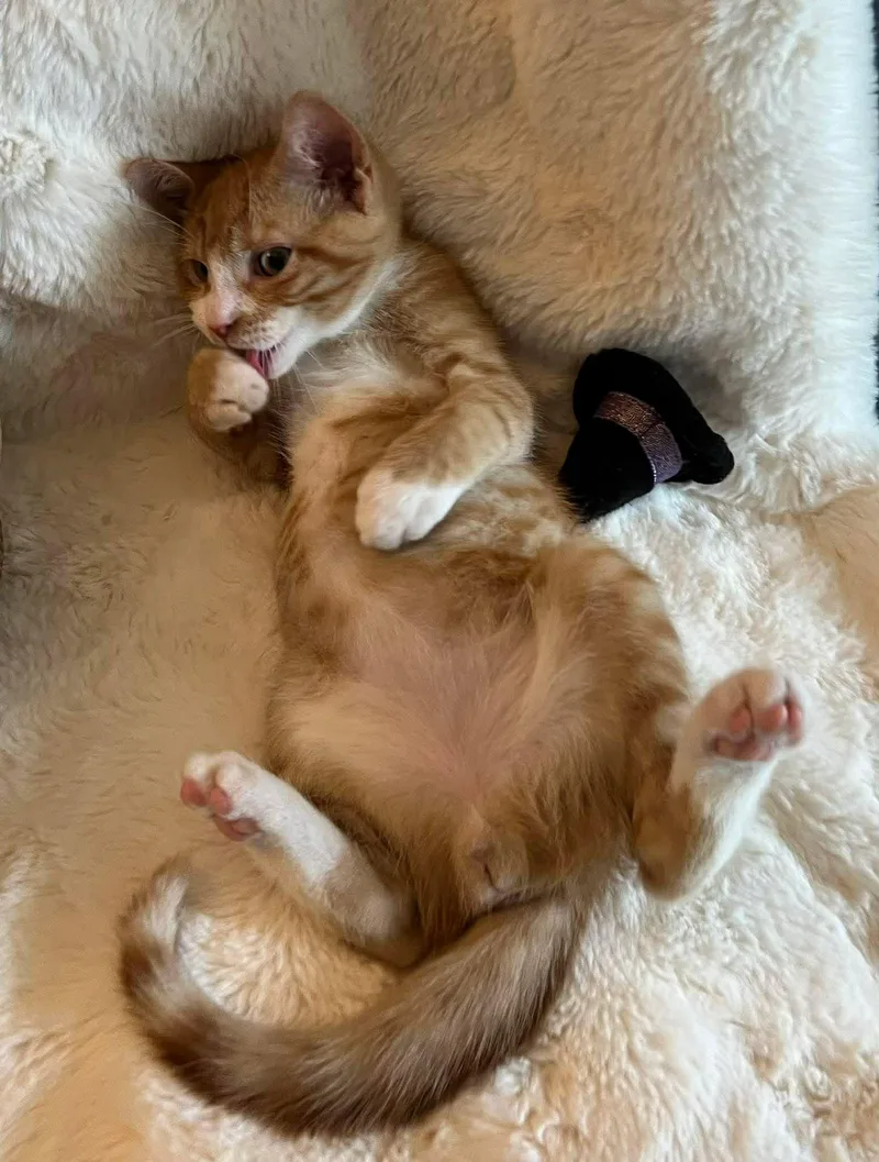 A young medium-sized male Tiger cat named Dewey for adoption in Fulton, NY