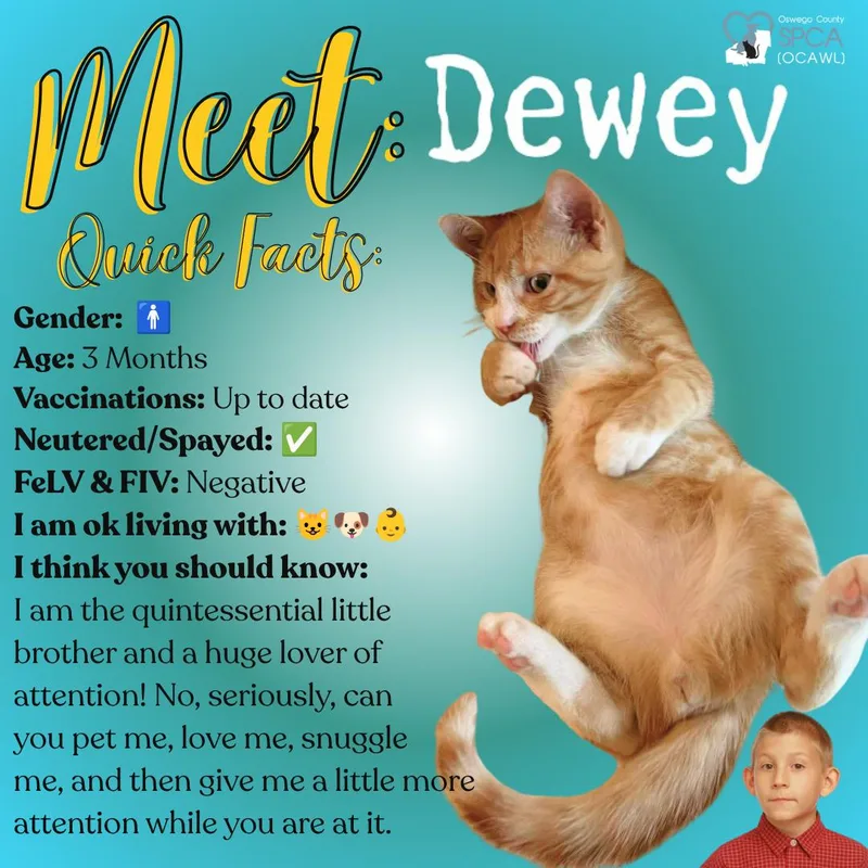 Dewey thumbnail 4