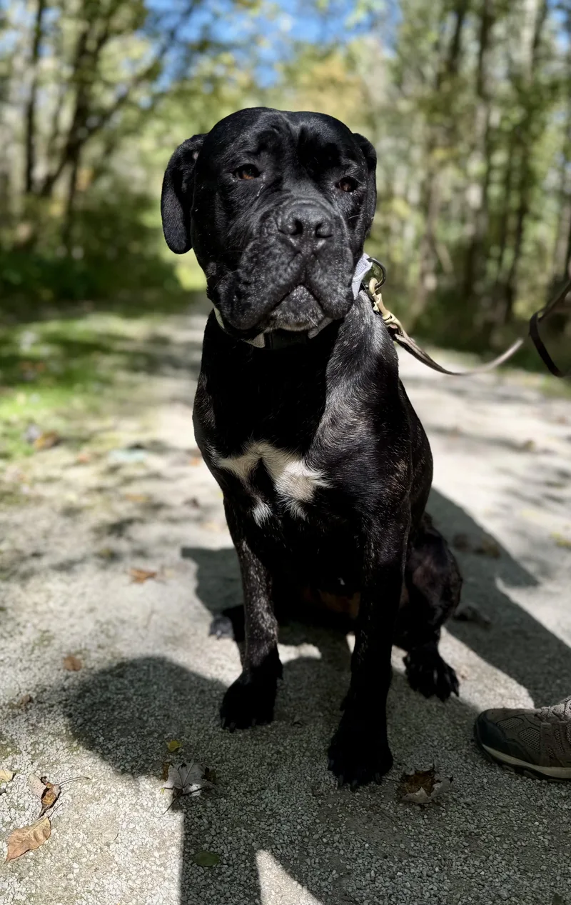 A young large-sized female Cane Corso dog named Lottie for adoption in Cleveland, OH