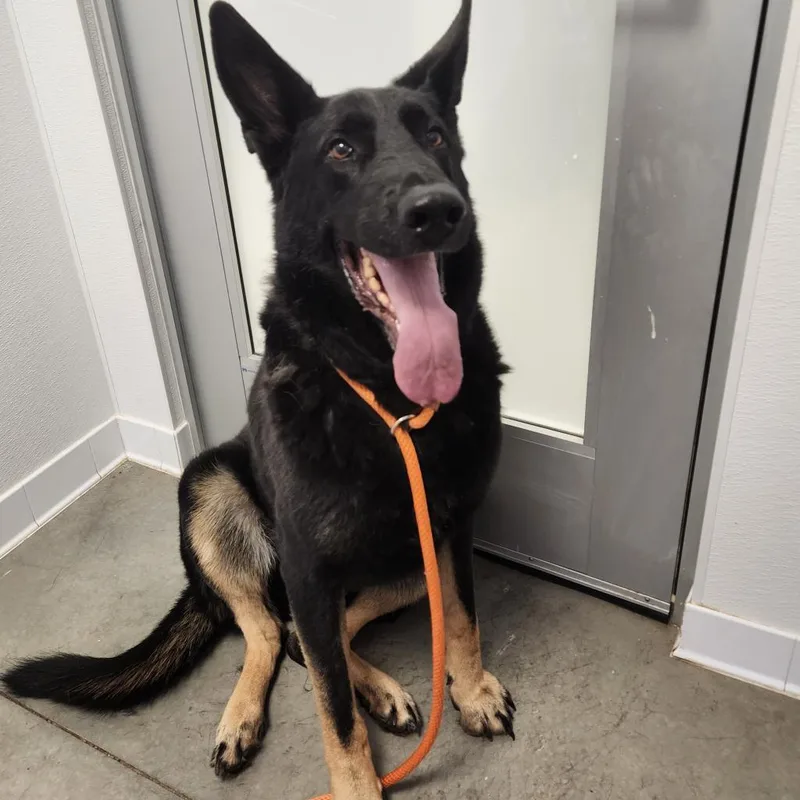 A senior large-sized male German Shepherd Dog dog named Bear for adoption in Rifle, CO