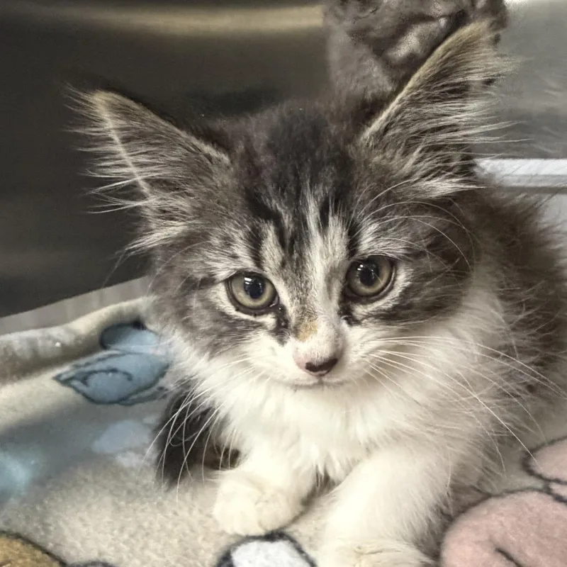 A baby small-sized female Brown / Chocolate Domestic Long Hair cat named Fauna for adoption in Marion, VA