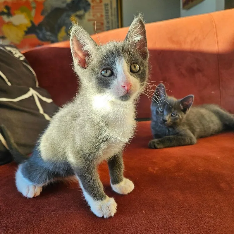 A baby small-sized female Gray / Blue / Silver Domestic Short Hair cat named Gnocchi for adoption in New York, NY