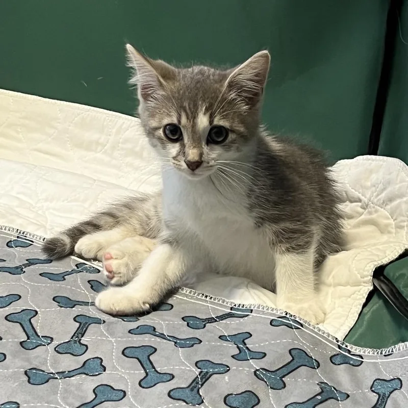 A baby small-sized male White Domestic Short Hair cat named Johnny for adoption in Oceanside, NY