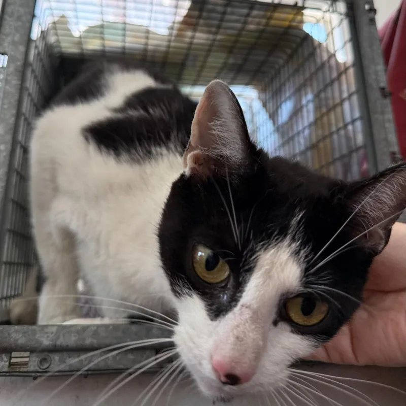 A young medium-sized female Domestic Short Hair cat named Adeline for adoption in Ewing, NJ