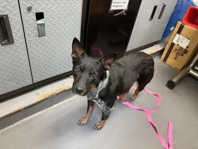A young medium-sized female Australian Cattle Dog / Blue Heeler dog named Dakota for adoption in Antioch, CA