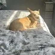 A senior small-sized female Yellow / Tan / Blond / Fawn Chihuahua dog named Mira D for adoption in Princeton, MN