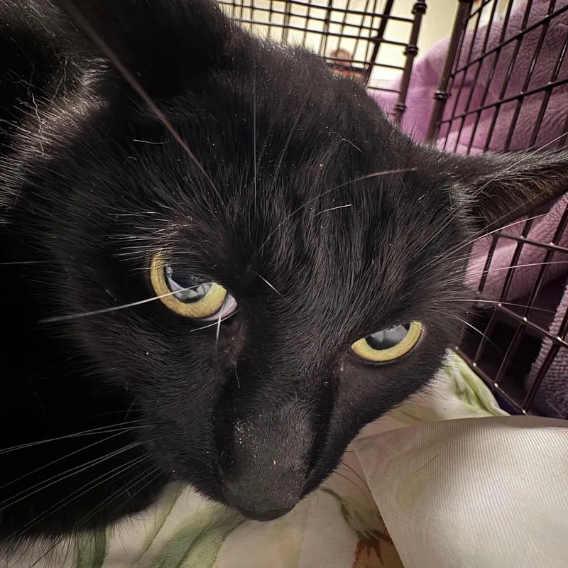An adult large-sized male Domestic Short Hair cat named Elliot Stabler for adoption in Chicago, IL