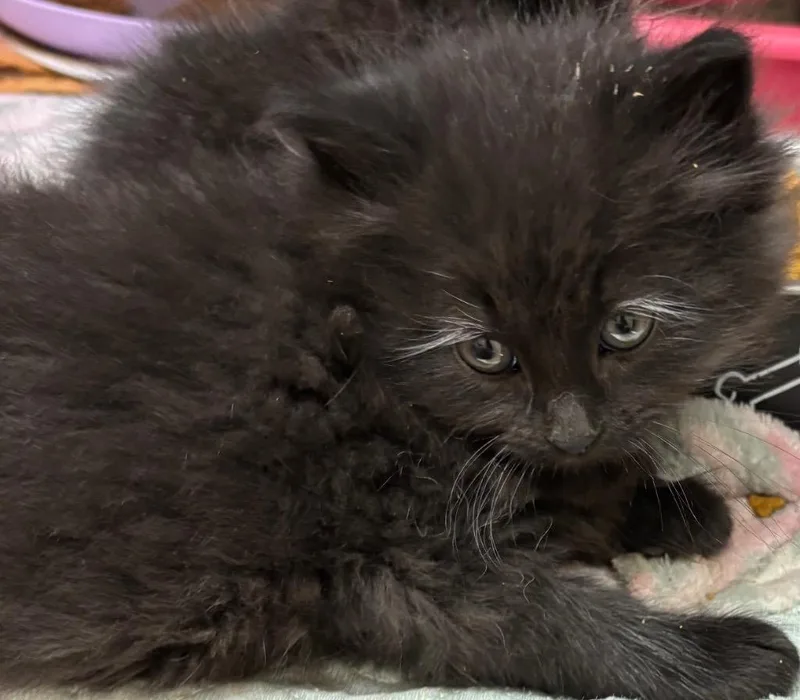 A baby small-sized male Domestic Long Hair cat named Lorax for adoption in Elizabethton, TN