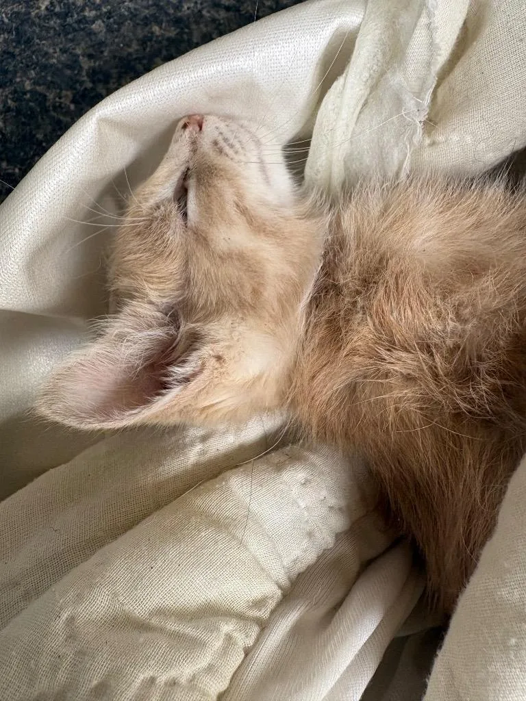A baby small-sized male Domestic Short Hair cat named Whisper for adoption in Lockhart, TX