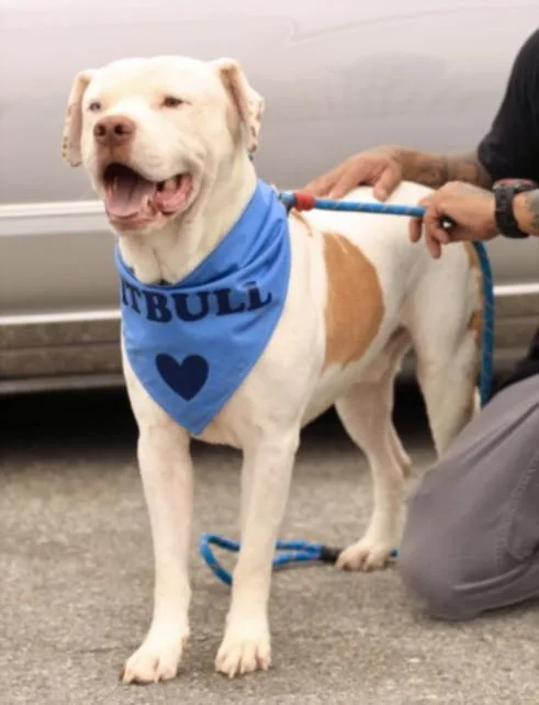 A young large-sized male American Staffordshire Terrier dog named Spike for adoption in Los Angeles, CA