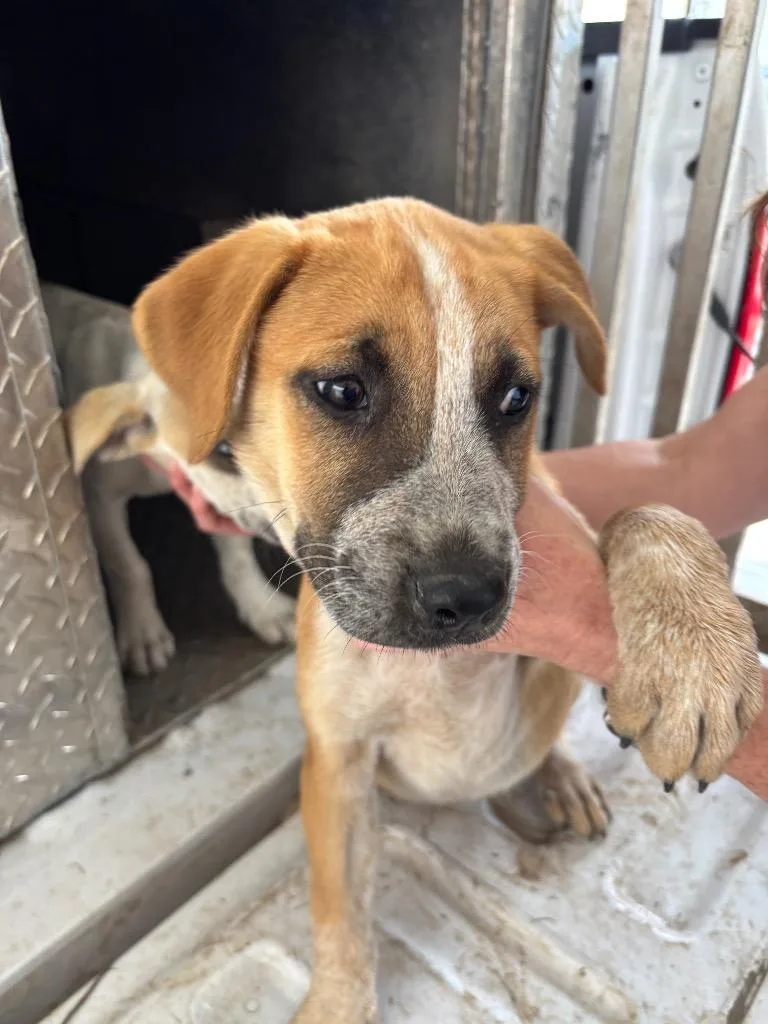 A baby small-sized female Cattle Dog dog named Marline for adoption in Belton, TX