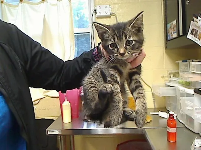 A baby medium-sized female Domestic Short Hair cat named Bombi for adoption in Cookeville, TN