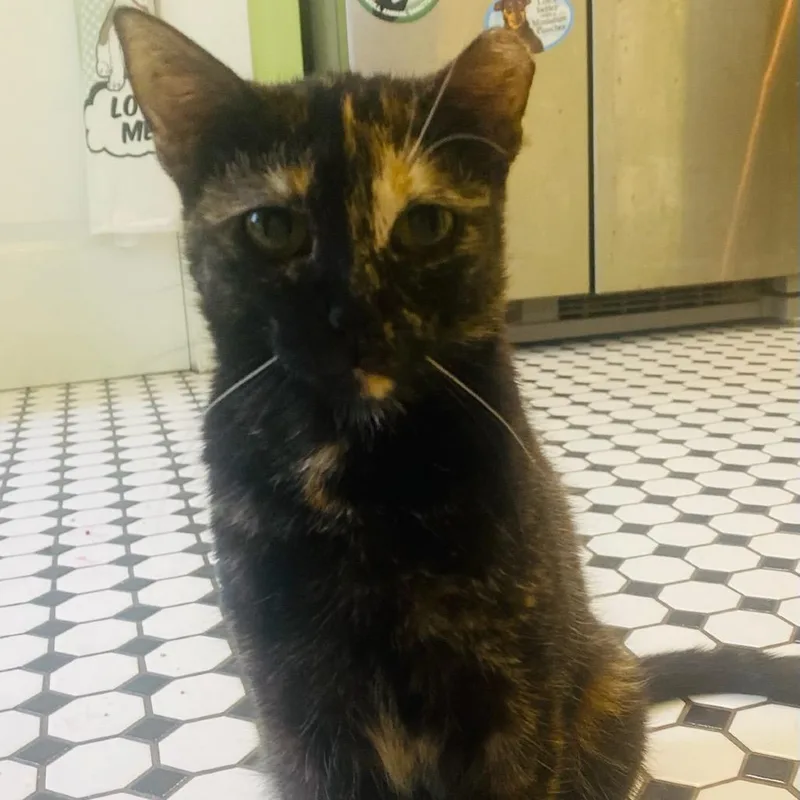 A young small-sized female Tortoiseshell Domestic Short Hair cat named Caramel for adoption in Waco, TX